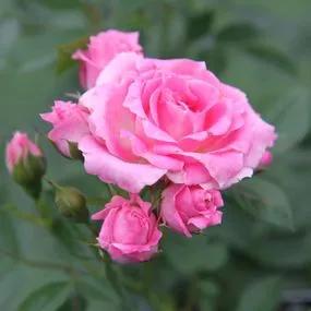 Carefree Days Patio Rose (Rosa Carefree Days) 2